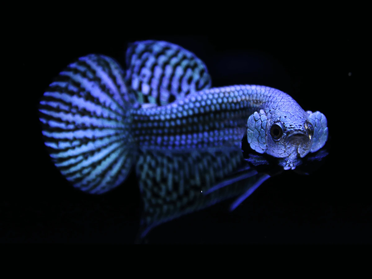 Alien Betta Thailand Export